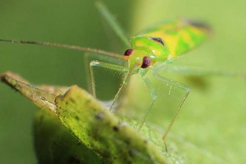 Assassin bug